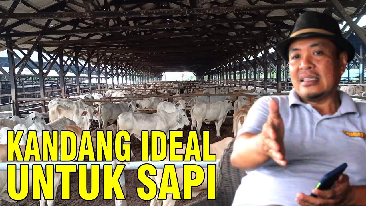 
                                 Cara-Membuat-Kandang-Sapi-Ideal